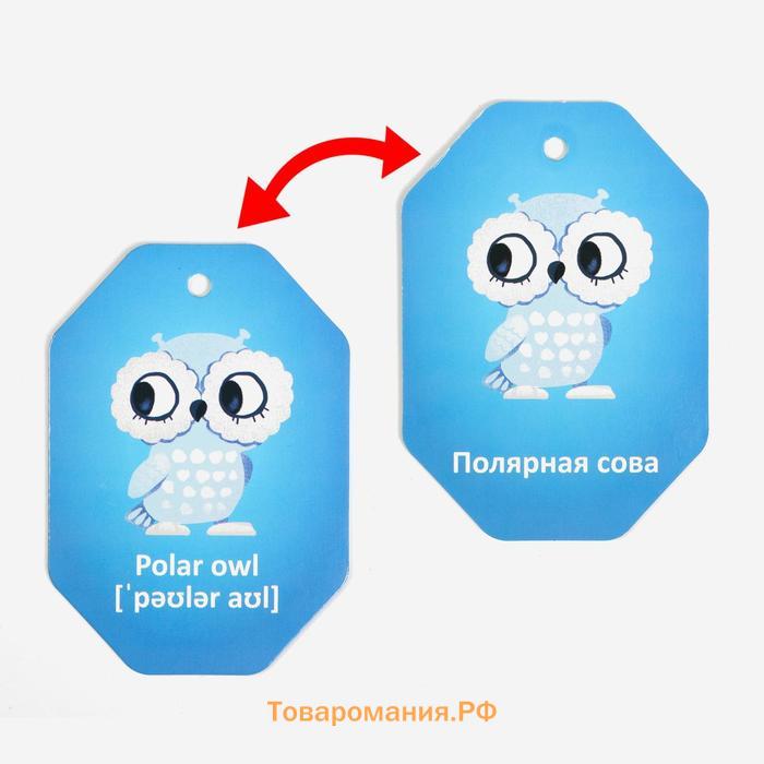 Карточки на кольце для изучения английского языка «Животные полюсов», 20 карт, кольцо, 3+